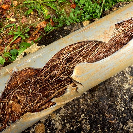 The Drain & Sewer Professionals In North Haven